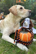 Halloween DIY kutyapóráz csomag