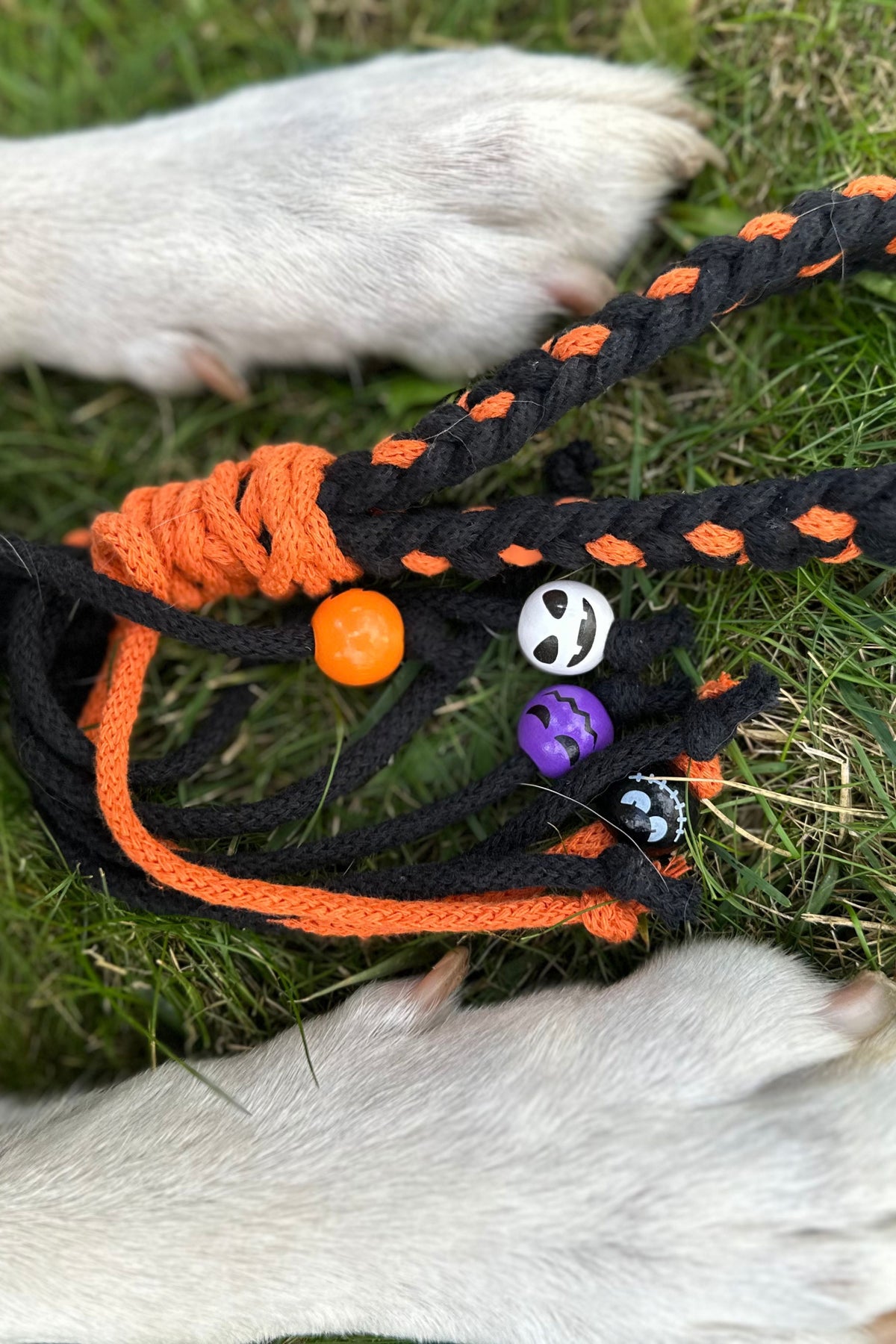 Halloween DIY kutyapóráz csomag