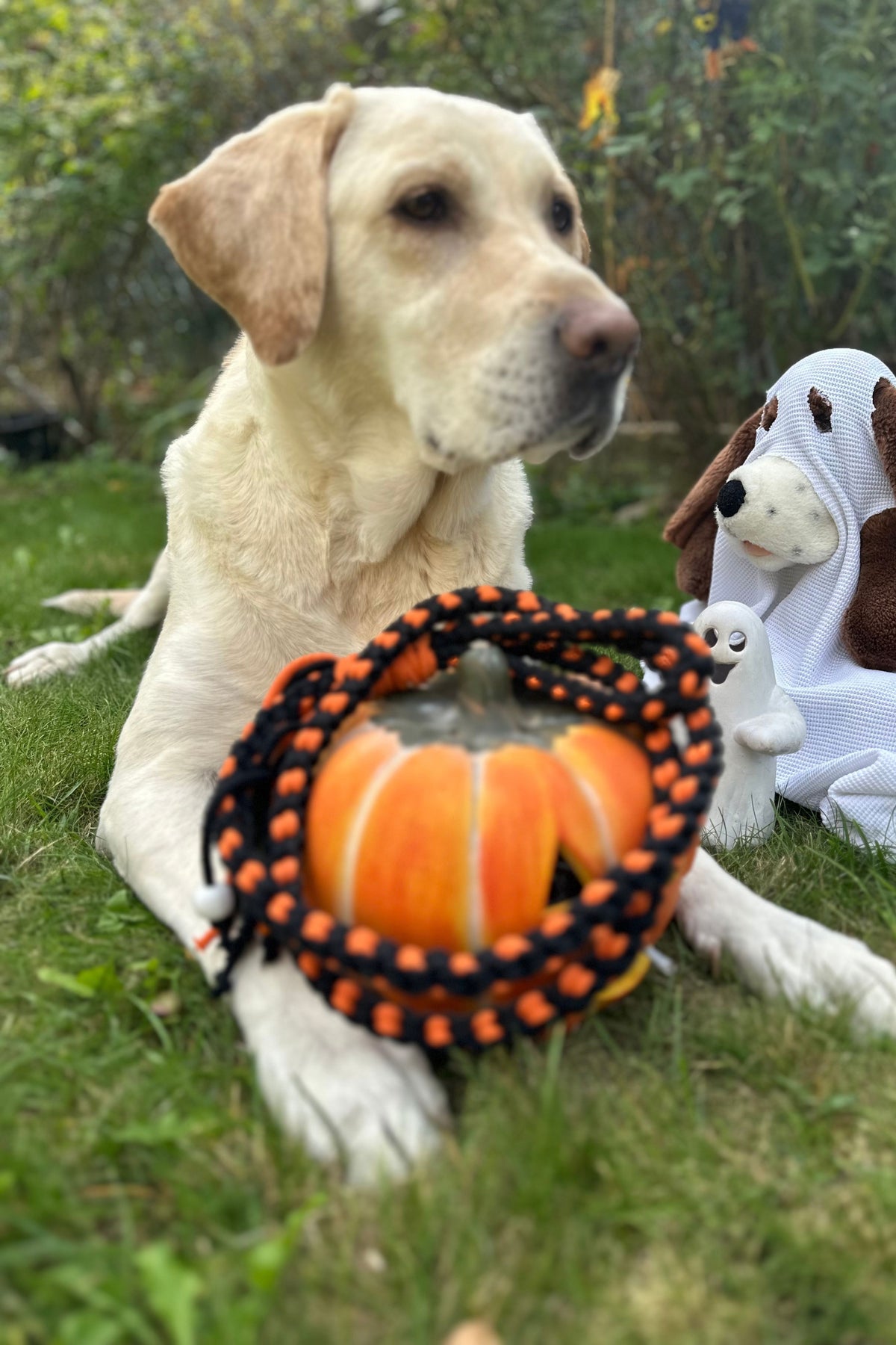 Halloween DIY kutyapóráz csomag