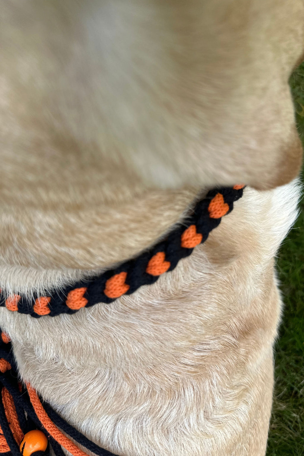 Halloween DIY kutyapóráz csomag